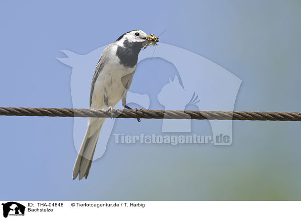 Bachstelze / white wagtail / THA-04848