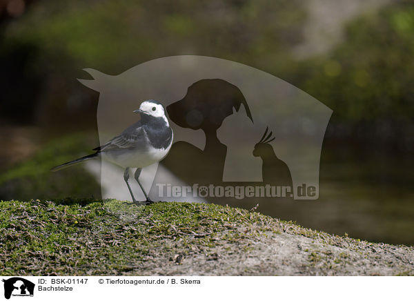 Bachstelze / white wagtail / BSK-01147