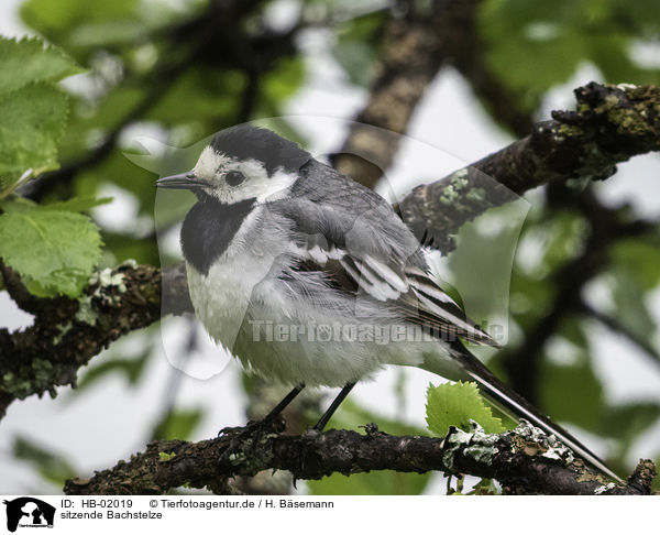 sitzende Bachstelze / sitting Wagtail / HB-02019