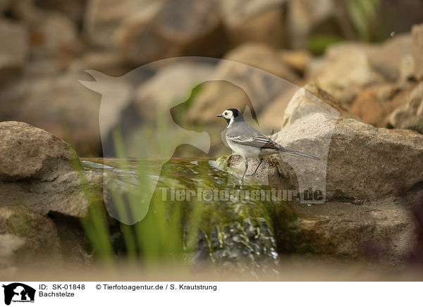 Bachstelze / white wagtail / SK-01848