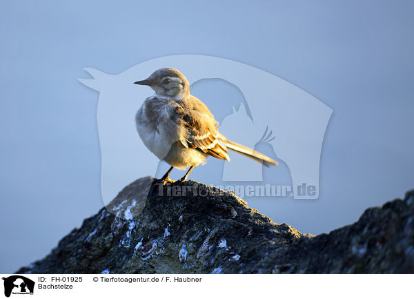 Bachstelze / white wagtail / FH-01925