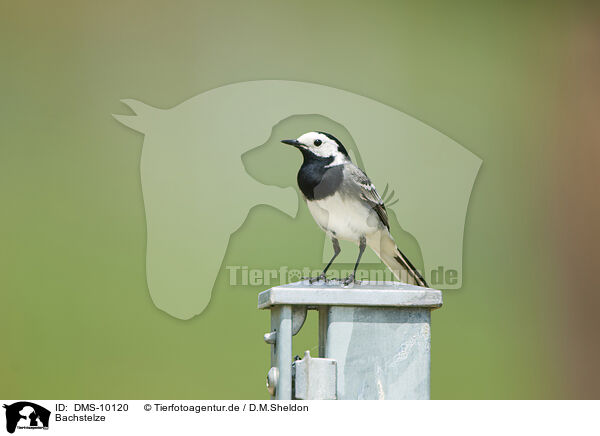 Bachstelze / white wagtail / DMS-10120