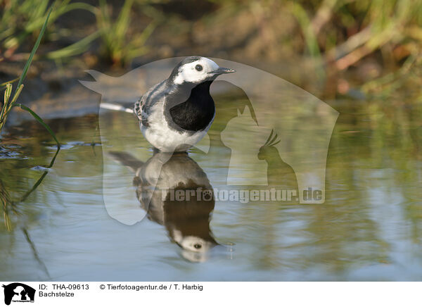 Bachstelze / white wagtail / THA-09613