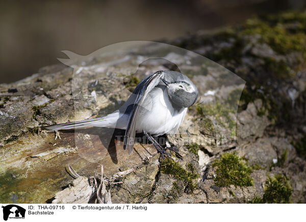 Bachstelze / white wagtail / THA-09716