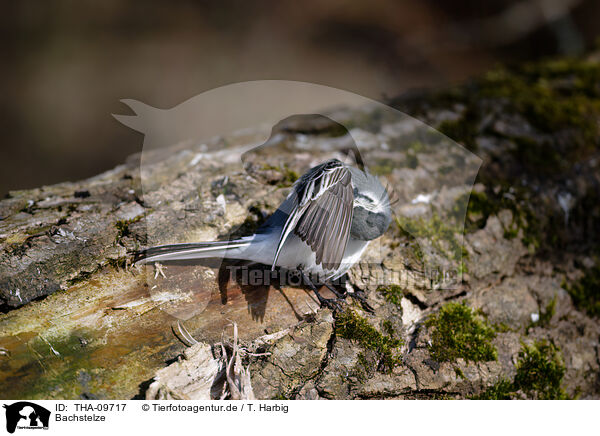 Bachstelze / white wagtail / THA-09717