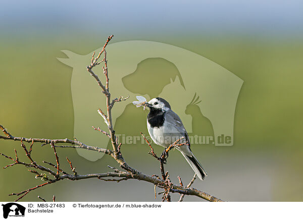 Bachstelze / white wagtail / MBS-27483