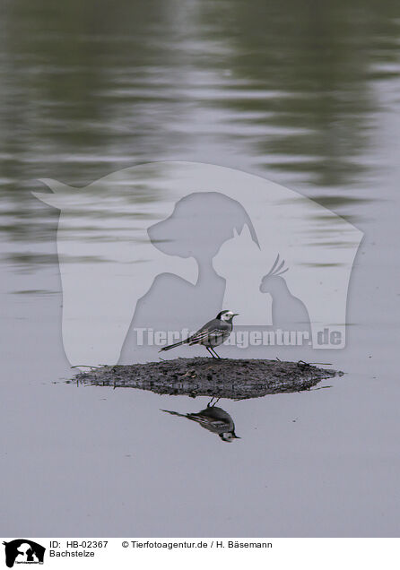 Bachstelze / white wagtail / HB-02367