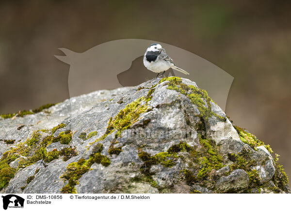 Bachstelze / white wagtail / DMS-10856