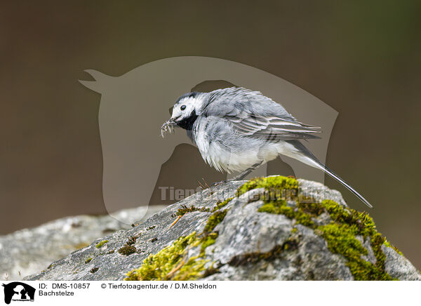 Bachstelze / white wagtail / DMS-10857