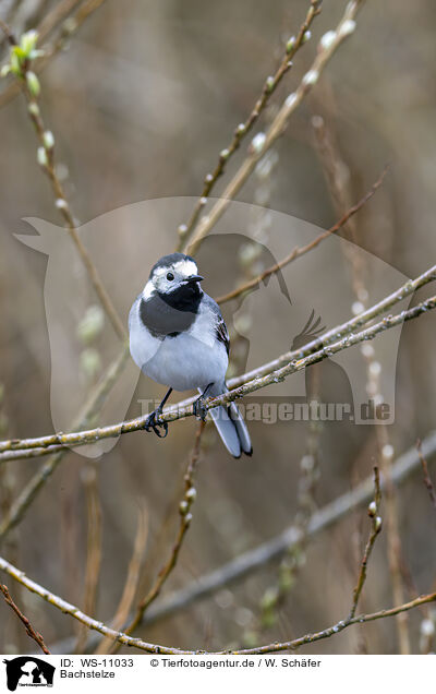 Bachstelze / white wagtail / WS-11033