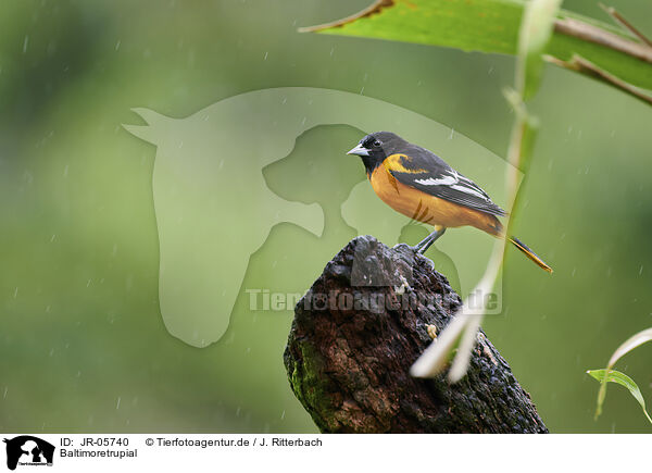 Baltimoretrupial / Baltimore oriole / JR-05740