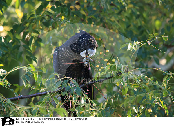 Banks-Rabenkakadu / FF-08483