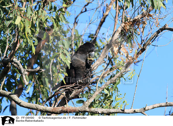 Banks-Rabenkakadu / FF-08490