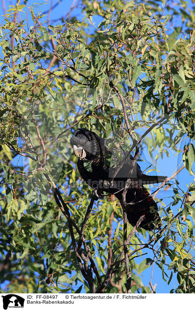 Banks-Rabenkakadu / Red-tailed black Cockatoo / FF-08497