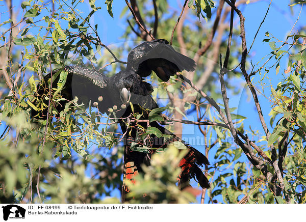 Banks-Rabenkakadu / FF-08499