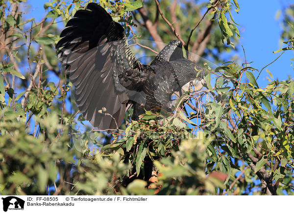 Banks-Rabenkakadu / Red-tailed black Cockatoo / FF-08505