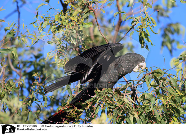 Banks-Rabenkakadu / Red-tailed black Cockatoo / FF-08506