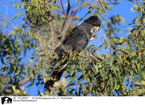 Banks-Rabenkakadu / Red-tailed black Cockatoo / FF-08507