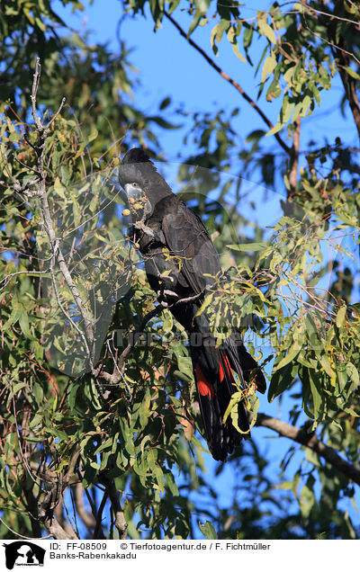 Banks-Rabenkakadu / Red-tailed black Cockatoo / FF-08509
