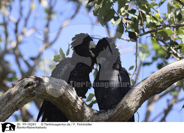 Banks-Rabenkakadu / Banksian black cockatoo / FF-16281