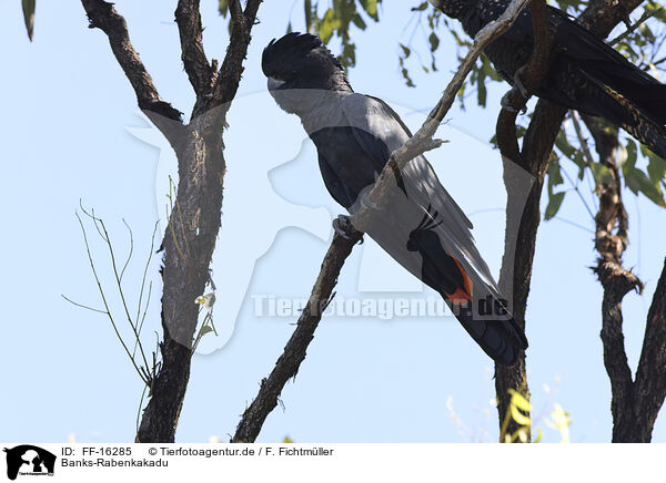 Banks-Rabenkakadu / Banksian black cockatoo / FF-16285