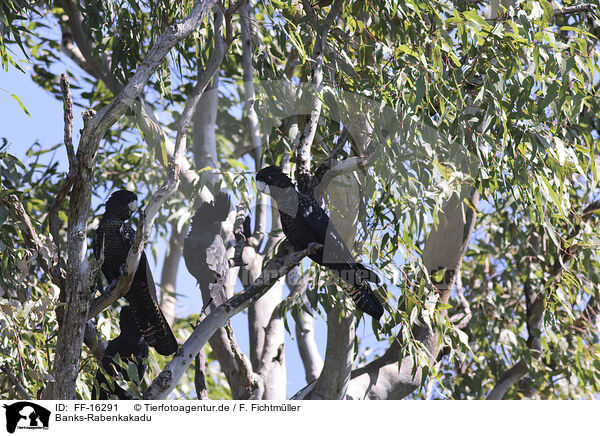 Banks-Rabenkakadu / FF-16291