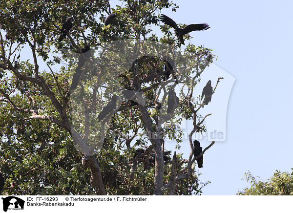 Banks-Rabenkakadu / Banksian black cockatoo / FF-16293