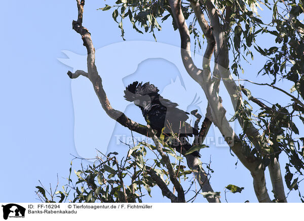 Banks-Rabenkakadu / Banksian black cockatoo / FF-16294