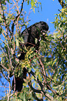 Banks-Rabenkakadu