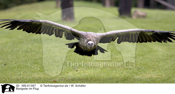 Bartgeier im Flug / WS-01387