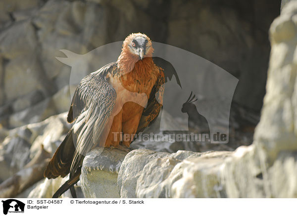 Bartgeier / bearded vulture / SST-04587