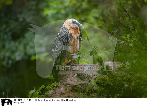 Bartgeier / Bearded Vulture / DMS-12149