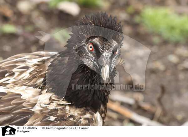 Bartgeier / bearded vulture / HL-04807