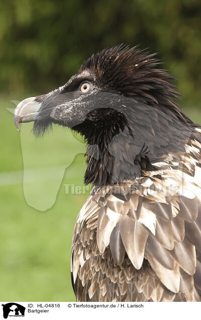 Bartgeier / bearded vulture / HL-04816