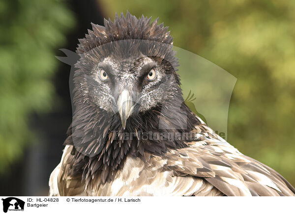 Bartgeier / bearded vulture / HL-04828