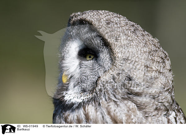 Bartkauz / Great Grey Owl / WS-01949