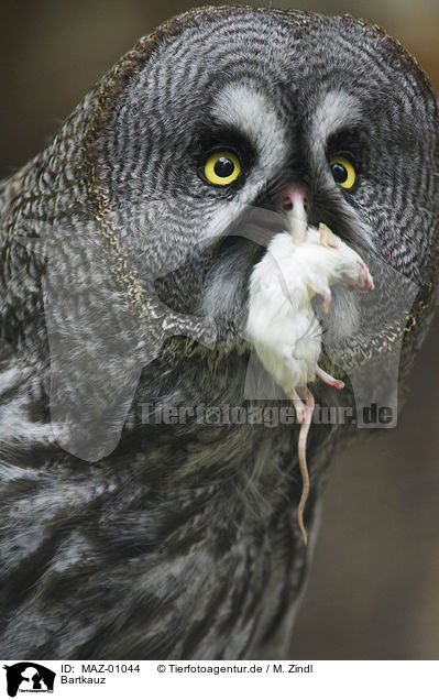 Bartkauz / Great Grey Owl / MAZ-01044