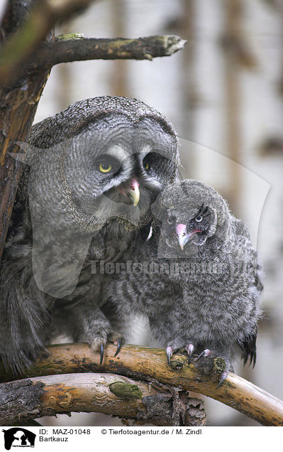 Bartkauz / Great Grey Owl / MAZ-01048