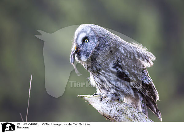 Bartkauz / great grey owl / WS-04092