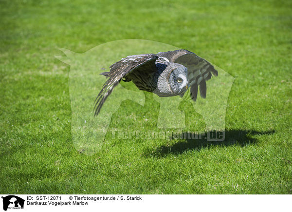 Bartkauz Vogelpark Marlow / great grey owl Bird Park Marlow / SST-12871