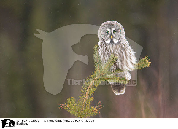 Bartkauz / great grey owl / FLPA-02002