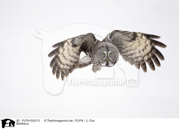 Bartkauz / FLPA-02013
