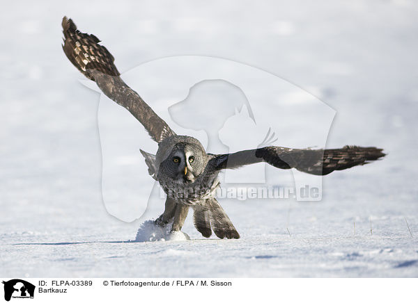 Bartkauz / great grey owl / FLPA-03389