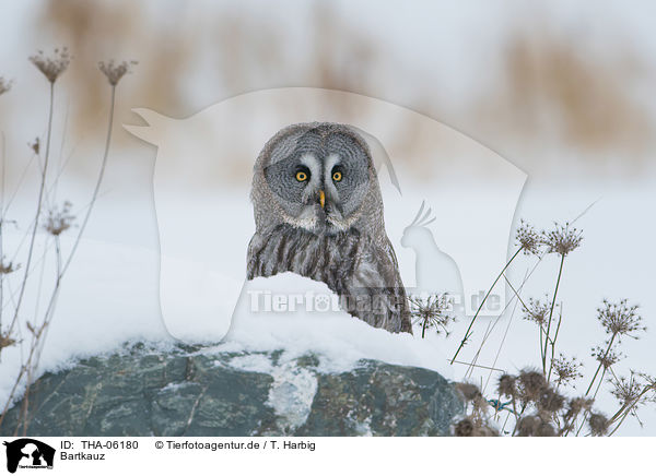 Bartkauz / great grey owl / THA-06180