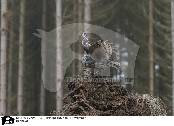Bartkauz / great grey owl / PW-02794