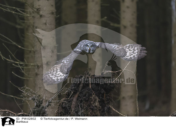 Bartkauz / great grey owl / PW-02802