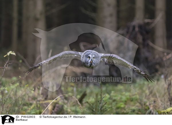 Bartkauz / great grey owl / PW-02803