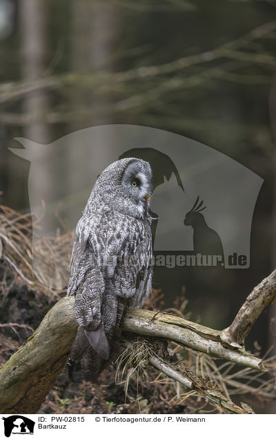 Bartkauz / great grey owl / PW-02815