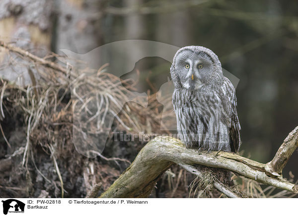 Bartkauz / great grey owl / PW-02818