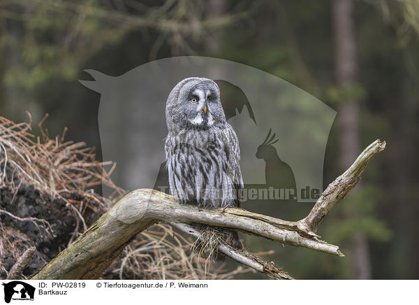 Bartkauz / great grey owl / PW-02819